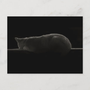 Postal Fotografía de gato durmiente