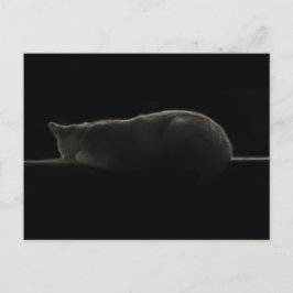 Postal Fotografía de gato durmiente