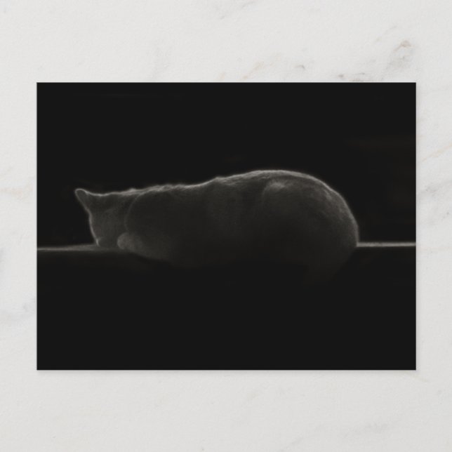 Postal Fotografía de gato durmiente (Anverso)