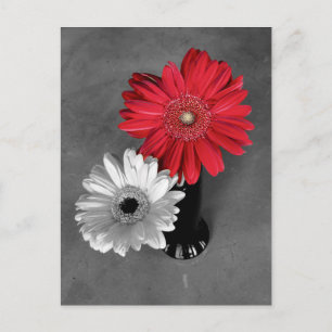Postal Fotografía de Gerbera Margarita con Salpicadura de