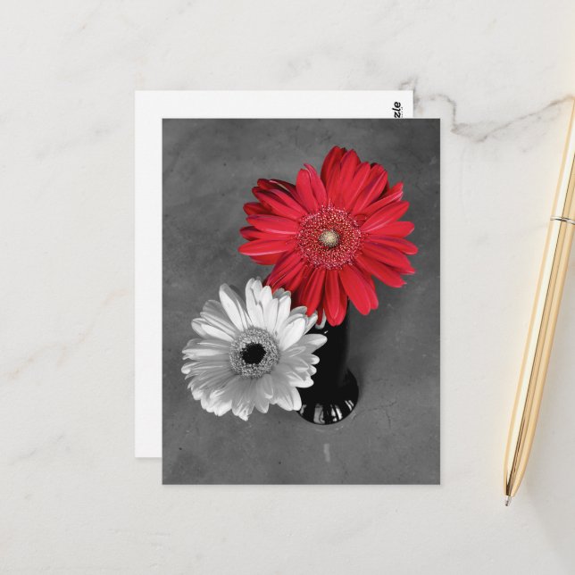 Postal Fotografía de Gerbera Margarita con Salpicadura de (Anverso/Reverso In Situ)