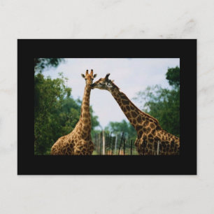 Postal Fotografía de Giraffe