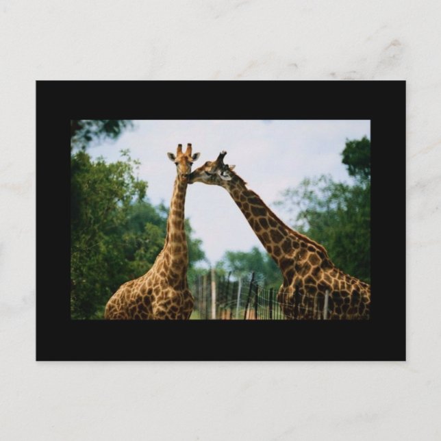 Postal Fotografía de Giraffe (Anverso)