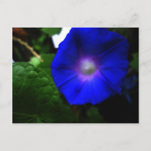 Postal Fotografía de Gloria de la Mañana Azul Brillante