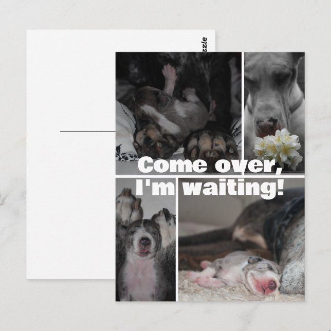 Postal Fotografía de Gran Danés  (Anverso / Reverso)