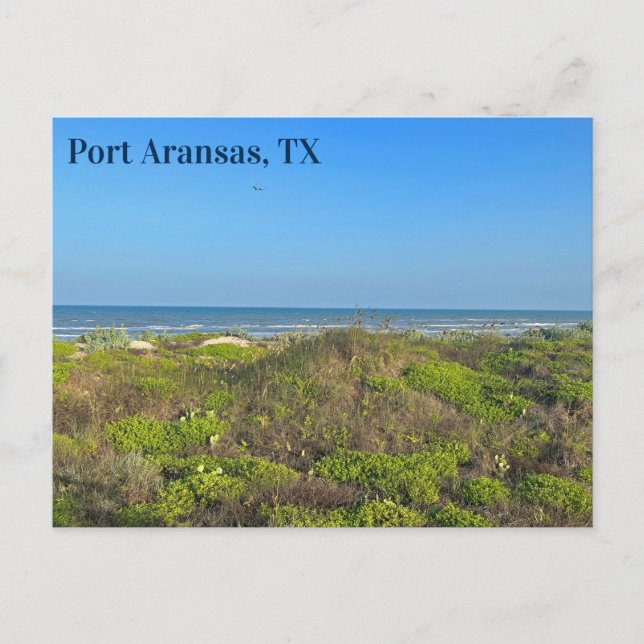 Postal Fotografía de hierba de playa de Port Aransas Texa (Anverso)