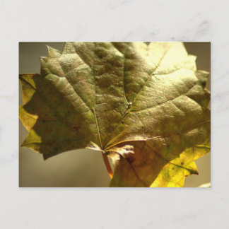 Postal Fotografía De Hoja Dorada En