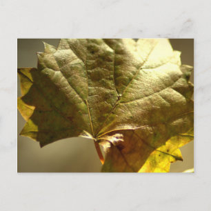 Postal Fotografía de Hoja Dorada Encendida