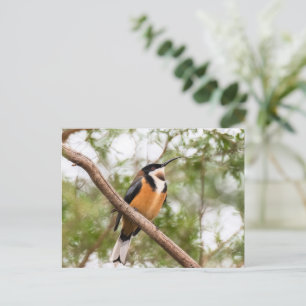 Postal Fotografía de Hummingbird