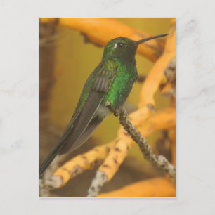 Postal Fotografía de Hummingbird