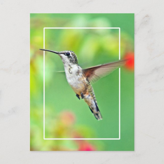 Postal Fotografía de Hummingbird (Anverso)