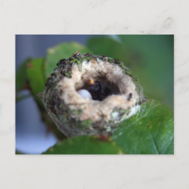 Postal Fotografía de Hummingbird Nest