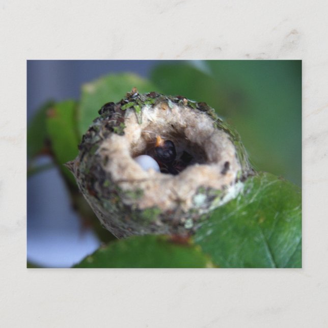 Postal Fotografía de Hummingbird Nest (Anverso)
