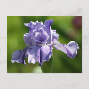 Postal Fotografía de Iris "Blues de primavera"
