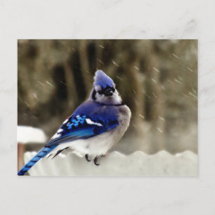 Postal Fotografía de Jay Azul