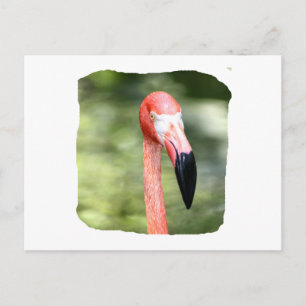 Postal Fotografía de la cabeza de flamingo rosa fondo ver