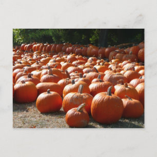Postal Fotografía de la cosecha de otoño en el parche de