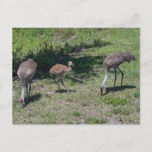 Postal Fotografía de la familia Sandhill Cranes de Florid