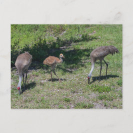 Postal Fotografía de la familia Sandhill Cranes de Florid