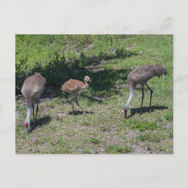 Postal Fotografía de la familia Sandhill Cranes de Florid (Anverso)