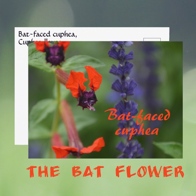 Postal Fotografía de la flor de paja con cara de murciéla (Subido por el creador)