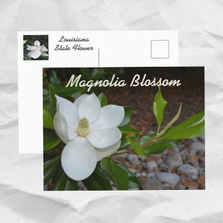 Postal Fotografía de la flor del estado de la Magnolia Bl