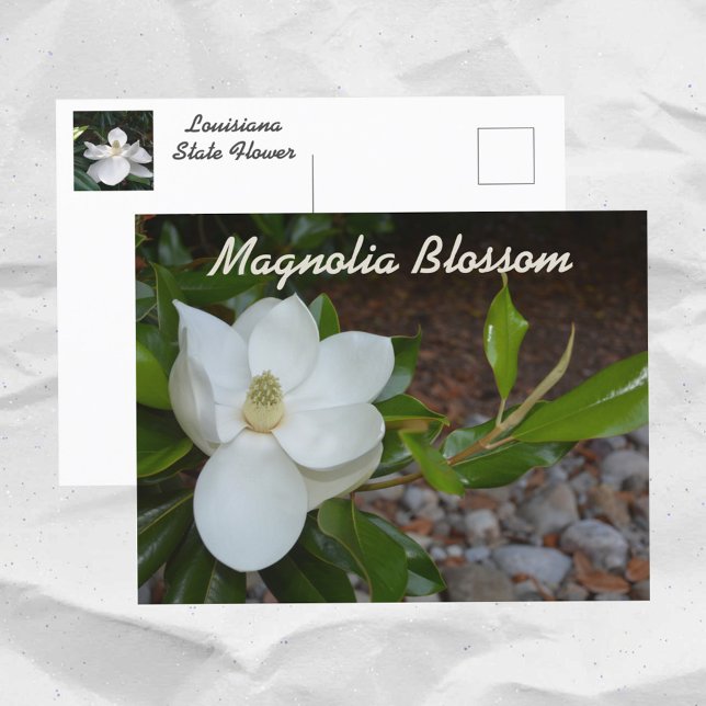 Postal Fotografía de la flor del estado de la Magnolia Bl (Subido por el creador)