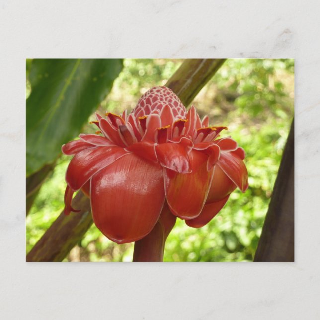 Postal Fotografía de la Flor Tropical del jengibre de la  (Anverso)