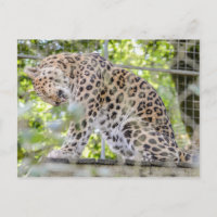 Fotografía de la jungla leopardo de la vida silves
