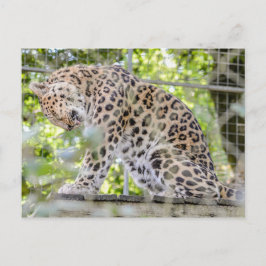 Postal Fotografía de la jungla leopardo de la vida silves