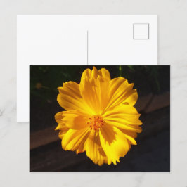 Postal Fotografía de la macro Flor de Oro