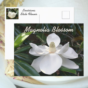 Postal Fotografía de la Magnolia Blanca flor del estado d