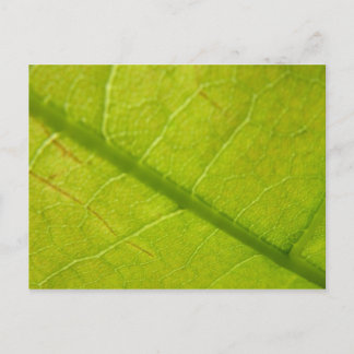 Postal Fotografía de la naturaleza botánica de la hoja ve