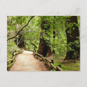 Postal Fotografía de la Naturaleza de Camino II de Muir W