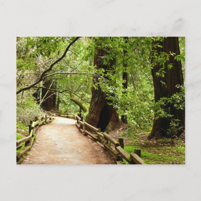 Postal Fotografía de la Naturaleza de Camino II de Muir W (Anverso)