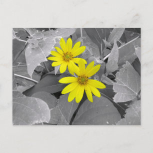 Postal Fotografía de la Naturaleza de Flores Silvestres A