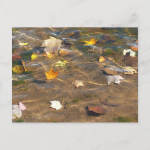 Postal Fotografía de la naturaleza de hojas de otoño en e