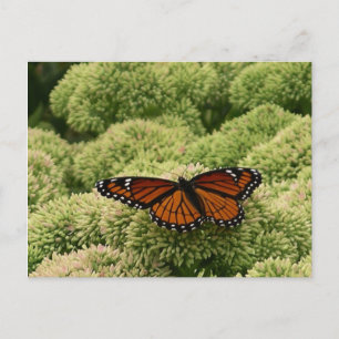 Postal Fotografía de la naturaleza de la hermosa mariposa