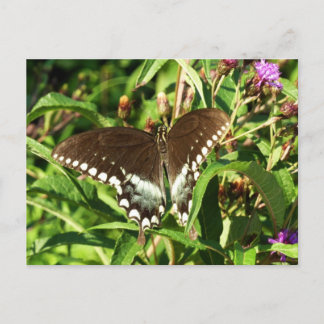 Postal Fotografía de la naturaleza de la mariposa de cola