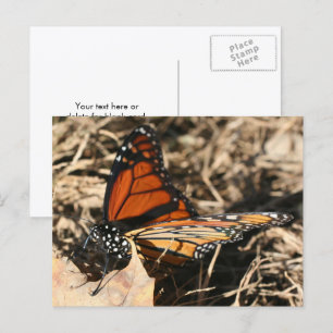 Postal Fotografía de la naturaleza de la mariposa monarca
