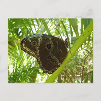 Postal Fotografía de la naturaleza de la mariposa morfa a