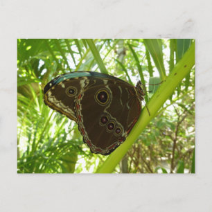 Postal Fotografía de la naturaleza de la mariposa Morpho