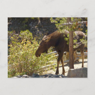 Postal Fotografía de la naturaleza de la Moose de las Mon