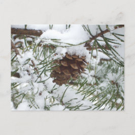 Postal Fotografía de la naturaleza de la nieve de Pine Co