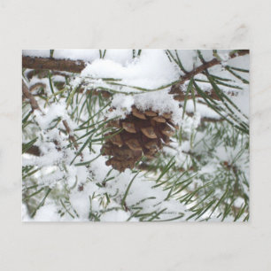 Postal Fotografía de la naturaleza de la nieve de Pine Co