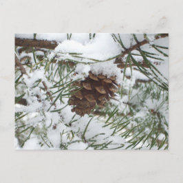 Postal Fotografía de la naturaleza de la nieve de Pine Co
