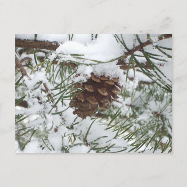 Postal Fotografía de la naturaleza de la nieve de Pine Co (Anverso)