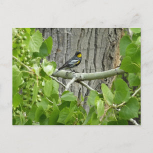 Postal Fotografía de la Naturaleza de la Reinita de Audub