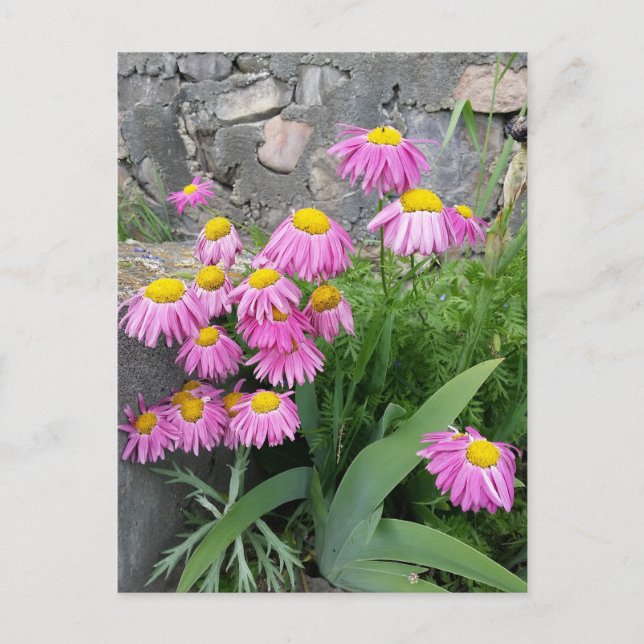 Postal Fotografía de la naturaleza de las flores de marga (Anverso)