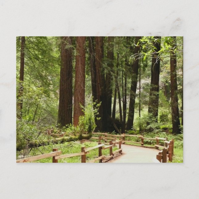 Postal Fotografía de la naturaleza de Muir Woods Path I (Anverso)